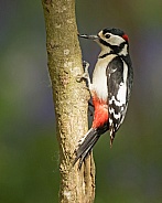 Great Spotted Woodpecker (male) in Bluebells