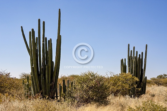 Giant Cactus - Damaraland - Namibia