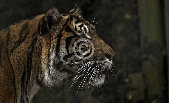Sumatran Tiger Side Profile
