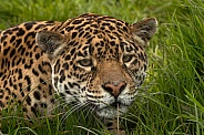 Jaguar Hiding In Grass