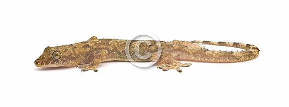tropical, Afro American or cosmopolitan house gecko - Hemidactylus mabouia - a common parthenogenic lizard that has spread throughout the world.  Isolated on white background side view head down