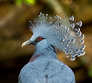 Crowned Pigeon