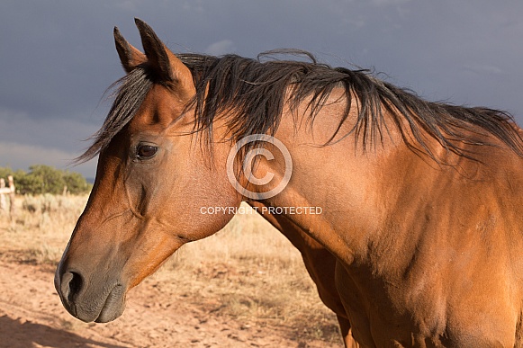 Equus caballus, horse