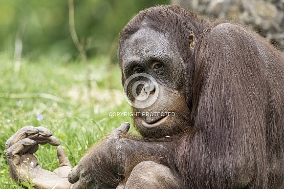 Bornean Orangutan Sitting