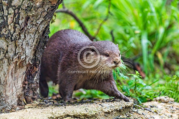 Otter at the tree