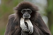 Relax Gibbon