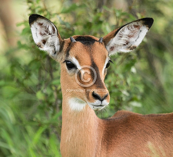 Young Impala Male
