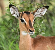 Young Impala Male