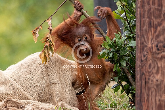 Baby Sumatran Orangutan Playing