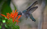 Hummingbird - Fledgling