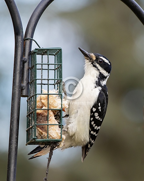 Female Hairy Woodpecker at a Suet Feeder