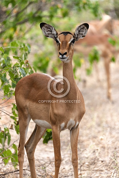 Female Impala - Botswana