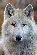 White wolf (Canis lupus hudsonicus)