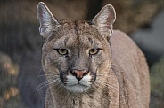 Cougar (Puma Concolor)