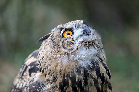 Eurasian Eagle Owl (Bubo Bubo)