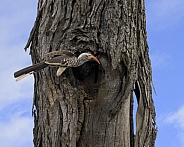 Southern Yellow-Billed Hornbill at Nest (Male)