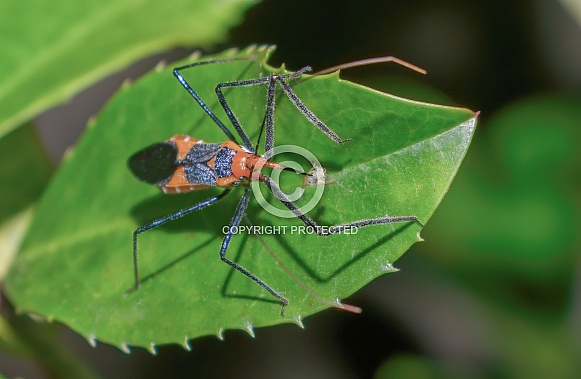 Macro photography of an orange and black milkweed assassin bug (Zelus longipes) eating a yellow aphid