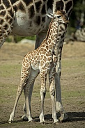 Giraffe foal