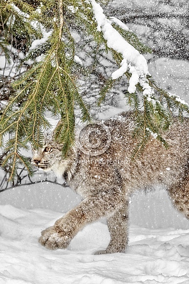 Canada Lynx-Snow Fall