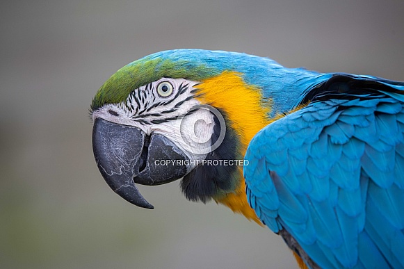 Blue-and-yellow macaw (Ara ararauna)