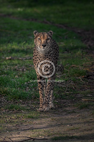 Cheetah portait