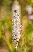 Bulbinella caudafelis wildflower