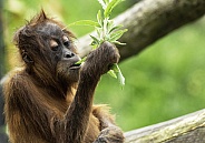 Young Sumatran Orangutan With Leaves