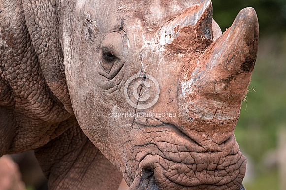 African white rhino, close up