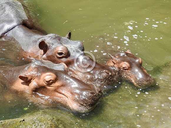 Hippopotamus family