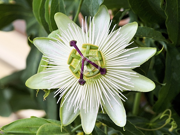 Passionflower white