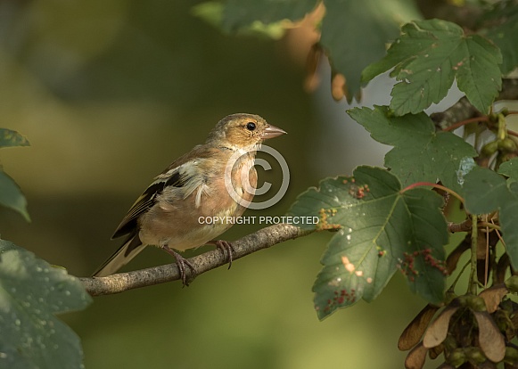 Female Common Chaffinch