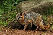 Mother gray fox and babies
