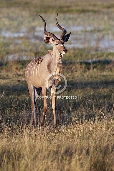 Greater Kudu Antelope - Namibia