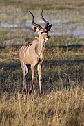 Greater Kudu Antelope - Namibia