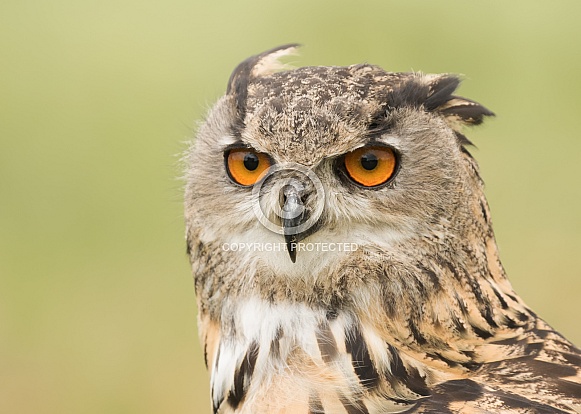 European Eagle Owl Portrait