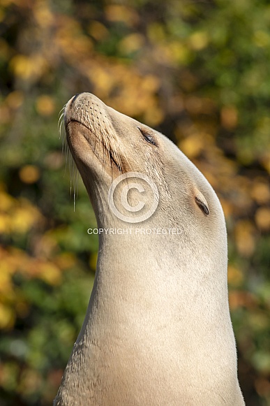 Californian sea lion (Zalophus Californianus)