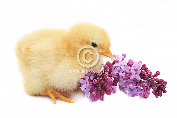 Chick and Lilacs