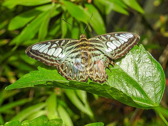 Andaman Clipper Butterfly (Parthenos sylvia roepstorfii)