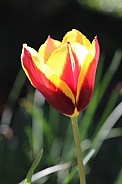 Yellow and Ruby Red Tulip