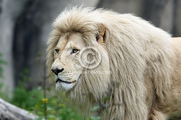 Afr. White Lion