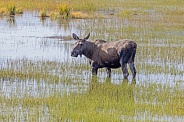 A Cow Moose in Alaska