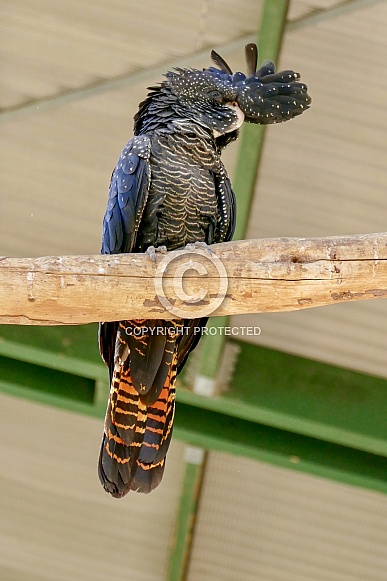 Red-tailed black cockatoo