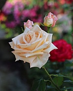 Gorgeous Cream Rose