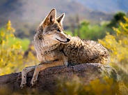 Coyote Laying on Rock