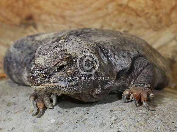 Egyptian Uromastyx Lizard