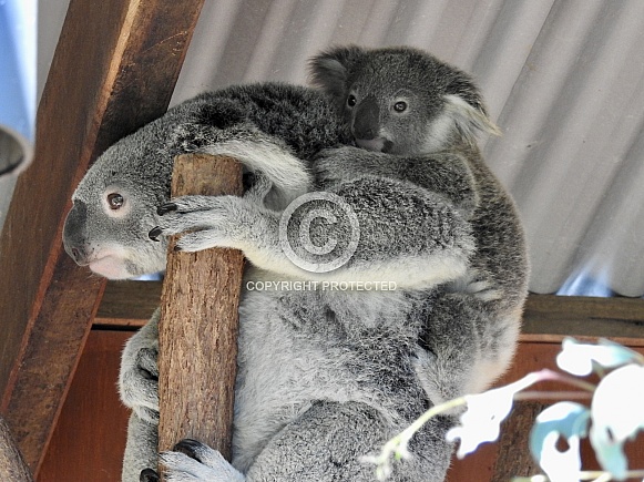 Koala (mother & baby)
