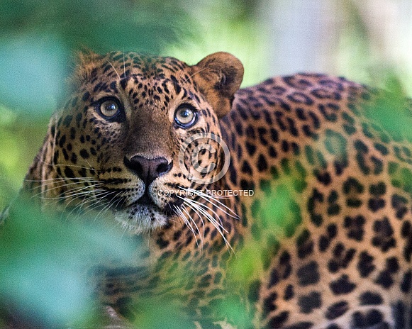 Watching- Sri Lankan Leopard