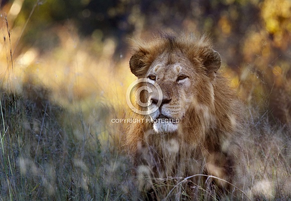 Male Lion - Okavango Delta - Botswana