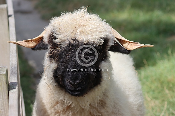Valais Black  nosed Sheep close up