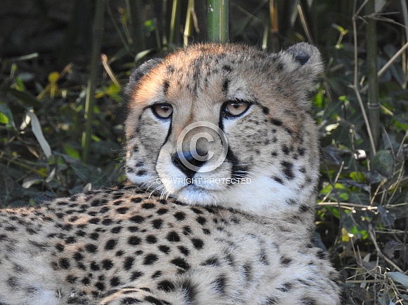 Cheetah closeup lounging
